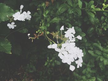 Close-up of white flowers blooming outdoors