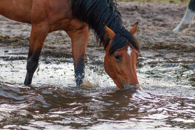 Close-up of horse drinking water