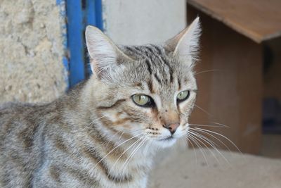 Close-up portrait of cat