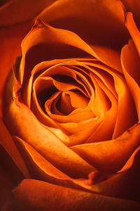 Close-up of orange rose