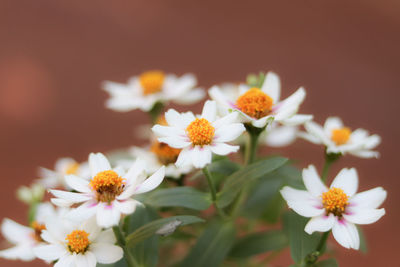 Close-up of flowers