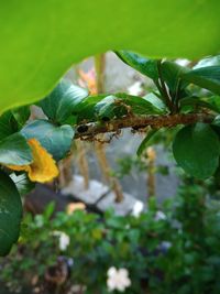 Close-up of flowering plant