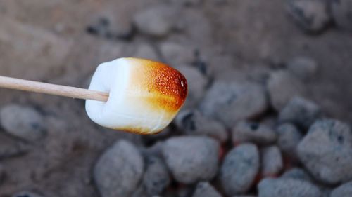 Close-up of mushroom