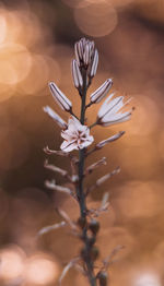 Close-up of white flowering plant