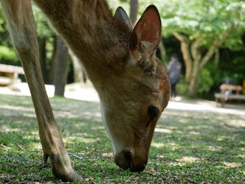 View of a horse grazing on field