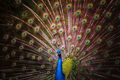 Full frame shot of peacock