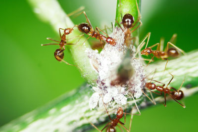 Close-up of ant on flower