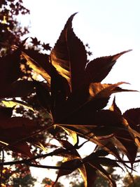 Close-up of leaves on twig