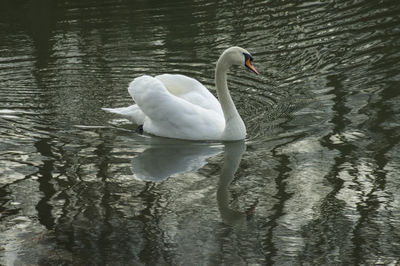 Birds in calm lake