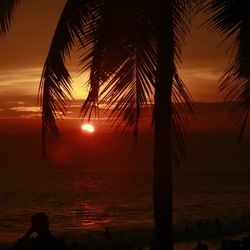 Silhouette palm trees at sunset