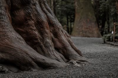 Close-up of a horse on a field