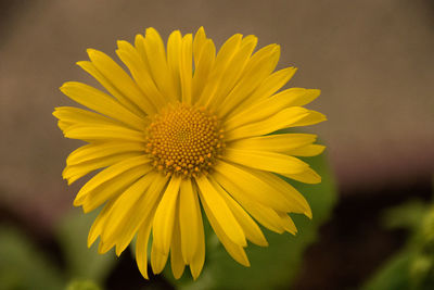 Close-up of yellow flower