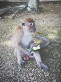 Monkey sitting outdoors