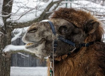 Close-up side view of camel in winter