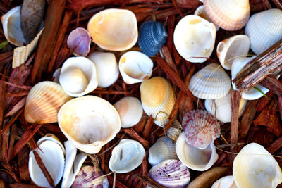 Close-up of seashells