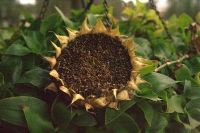 Close-up of cactus plant