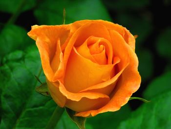 Close-up of orange rose