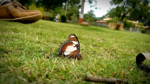 Close-up of butterfly perching on grass