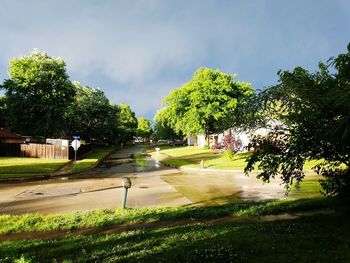 View of trees on landscape