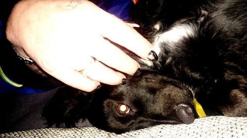 Close-up of dog lying down on bed