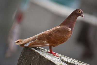 Close-up of bird perching on wooden post