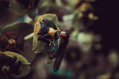 Close-up of insect on plant