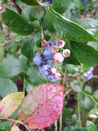 Close-up of plant growing on tree