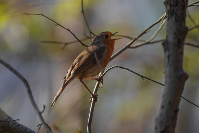 Close-up of bird perching on branch