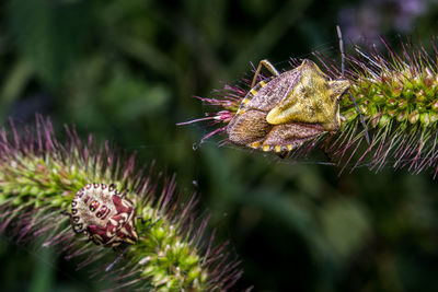 Close-up of insect on thistle