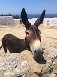 Portrait of donkey standing outdoors during sunny day