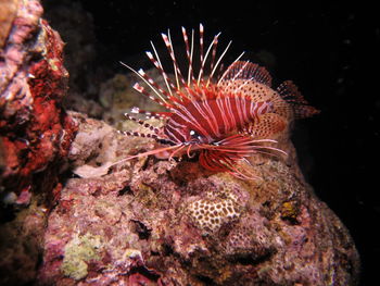 Close-up of coral in sea