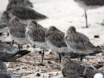 Close-up of birds on field