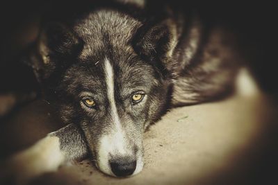 Close-up of a dog