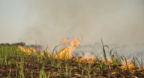 Plants growing on field against sky