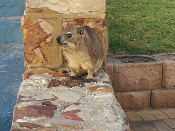 High angle view of squirrel on wall