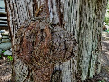 Close-up of tree trunk