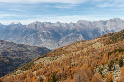 Panorama swiss valley hills and mountains in balavaux region with oldest and highest larch trees.