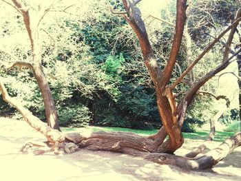 tree