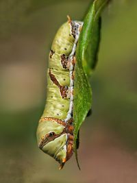 Close-up of insect on plant