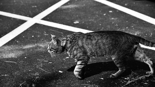 High angle view of cat walking