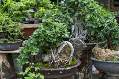 Potted plants in garden