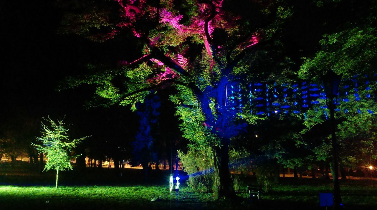 tree, night, illuminated, park - man made space, growth, nature, lifestyles, water, leisure activity, outdoors, green color, celebration, beauty in nature, tranquility, incidental people, men, plant, built structure, grass