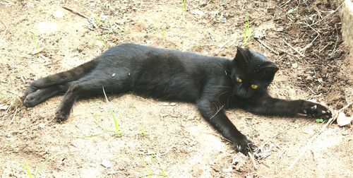 Cat lying on the ground