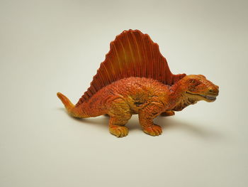 Close-up of a lizard on white background