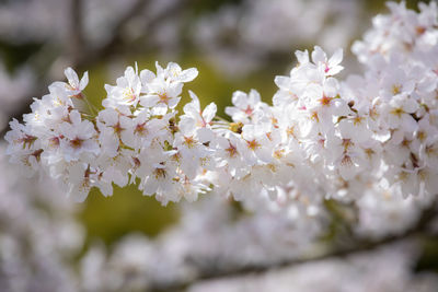 Close-up of white cherry blossom tree