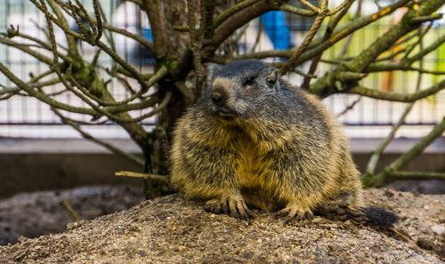 Close-up of squirrel on tree