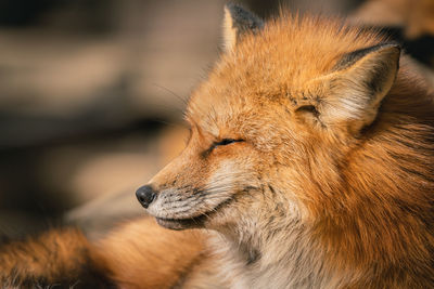 Close-up of a dog looking away