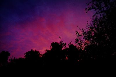 Low angle view of trees against sky