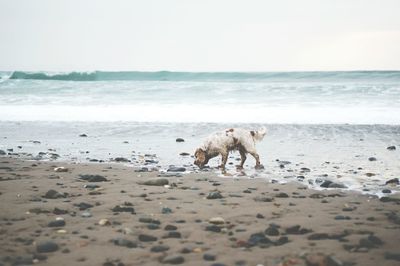 View of dog on beach