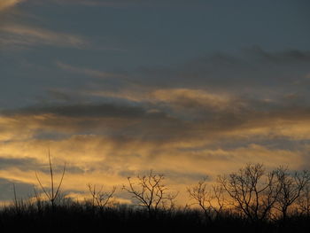 Silhouette of trees against dramatic sky